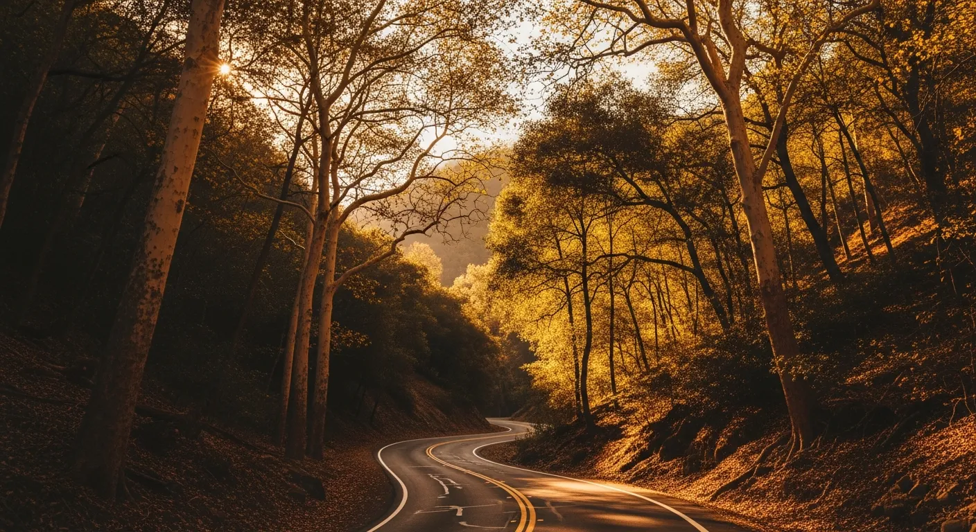 The wooded canyon of Silverado Canyon at golden hour with towering sycamores, oak trees, and dappled afternoon light filtering through the canopy